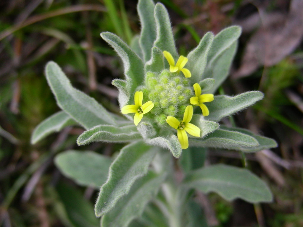 Fibigia clypeata / Fibigia comune